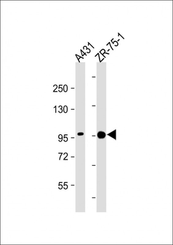 SSH3 (Ser37) Antibody