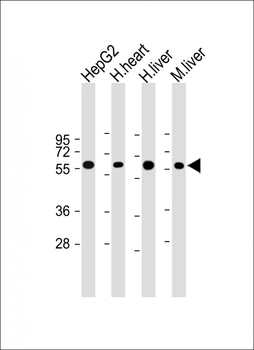 Cry2 Antibody