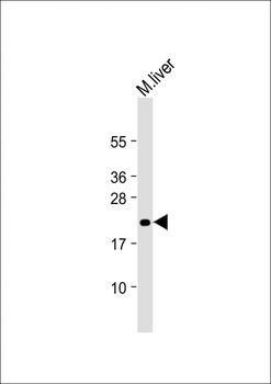 MIF4GD Antibody (C-Term)