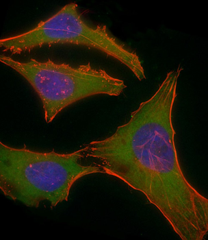 PLEC Antibody (C-Term)