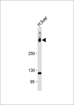 SYNE2 Antibody (N-Term)