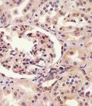 SYNE2 Antibody (N-Term)