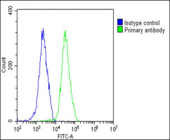 VAV2 Antibody (N-Term)