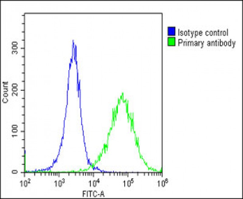 HSD17B10 Antibody (N-Term)