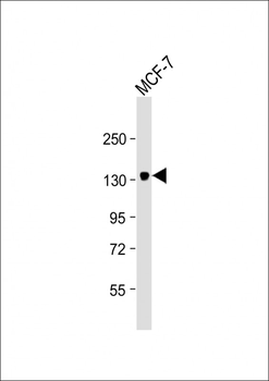 ABCB4 Antibody