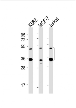 MBD2 Antibody
