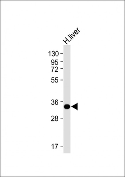 GNMT Antibody (C-term)
