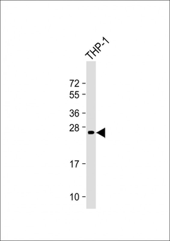 Neurogenin3 Antibody