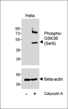 Phospho-GSK3B (Ser9) Antibody