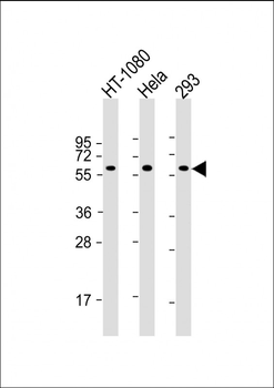 SMAD1 Antibody