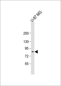 PLAA Antibody (Center)