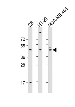 GSK-3B (Ser9) Antibody