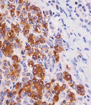 REG3G Antibody