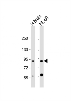 CCDC144A Antibody (C-Term)