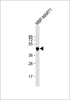 MBP tag Antibody