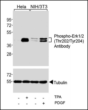 Phospho-Erk1/2(Thr202/Tyr204) Antibody