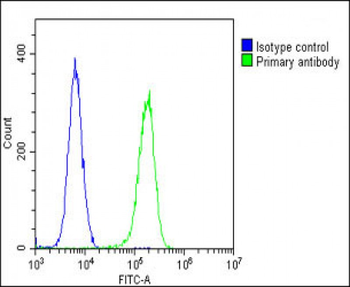 STMN1 Antibody (C-Term)
