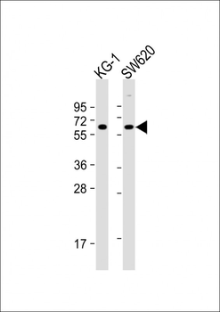 CHRM3 Antibody (Center)