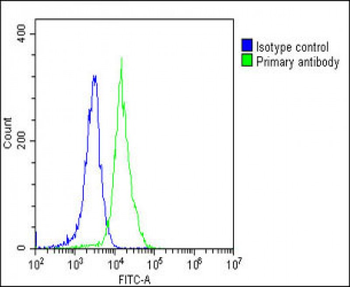 Vinculin Antibody