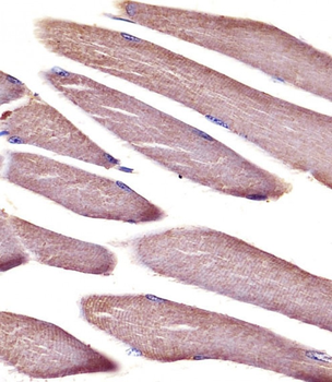 Vinculin Antibody