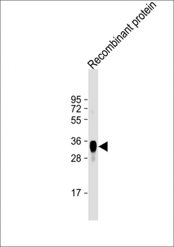 LRP1B Antibody