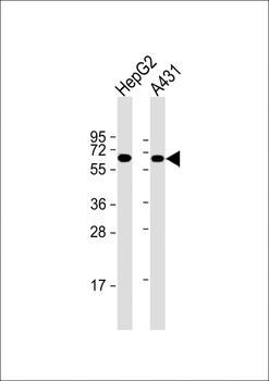 TERF2IP Antibody