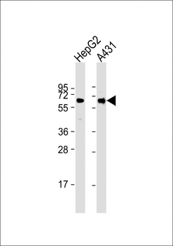 TERF2IP Antibody
