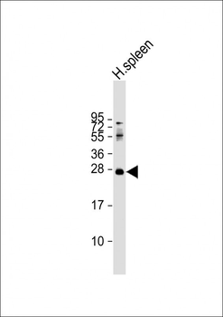 PRTN3 Antibody (C-term)