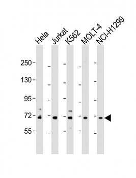 NUP85 Antibody (N-Term)