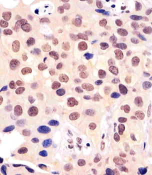 BANP Antibody