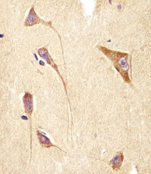 GNG2 Antibody (N-Term)