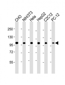MCM3 Antibody
