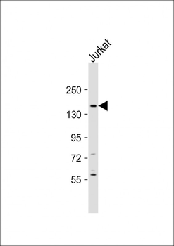 GPR124 Antibody (C-Term)