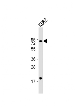 ARID3A Antibody (C-Term)