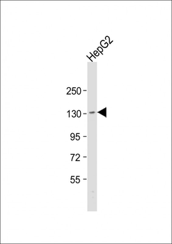 TMF1 Antibody (Center)