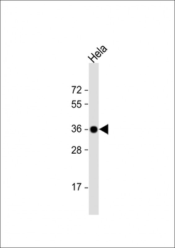GAPDH Antibody, HRP Conjugate