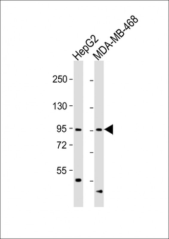 OPHN1 Antibody (Center)