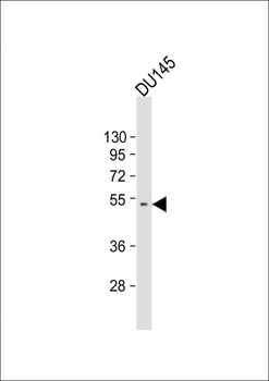 CRIPAK Antibody (Center)