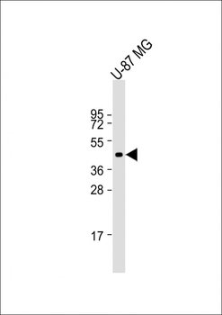 CHRFAM7A Antibody (C-Term)