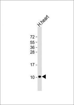 ATP5EP2 Antibody (Center)