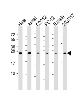 RAB11A Antibody