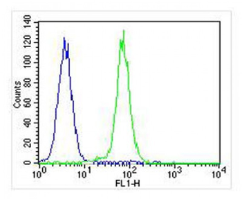 CDK5 Antibody
