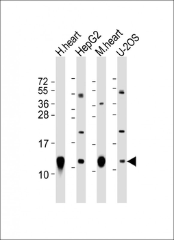 COX6C Antibody (C-Term)