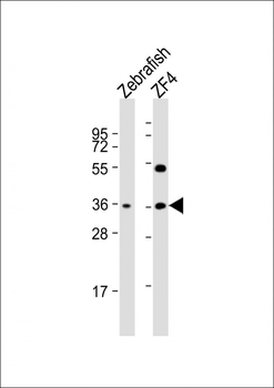 DANRE clvs2 Antibody (C-term)