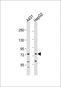 XPNPEP2 Antibody (Center)
