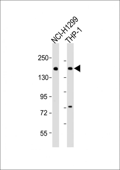 CACNA1A Antibody (Center)