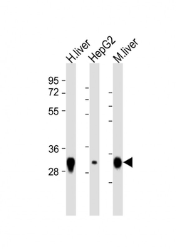 TST Antibody (C-Term)