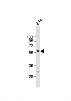 Zebrafish ric8b Antibody (C-term)