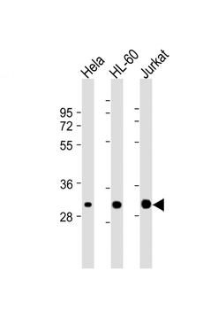 CDK2 Antibody