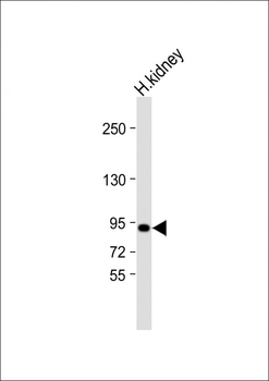 VAV3 Antibody (C-term)